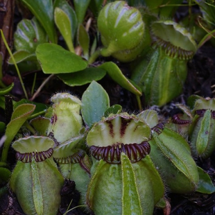 Cephalotus folicularis